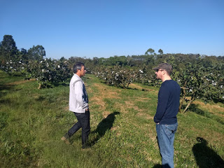 Produtores de Carlópolis exportam goiabas para Portugal